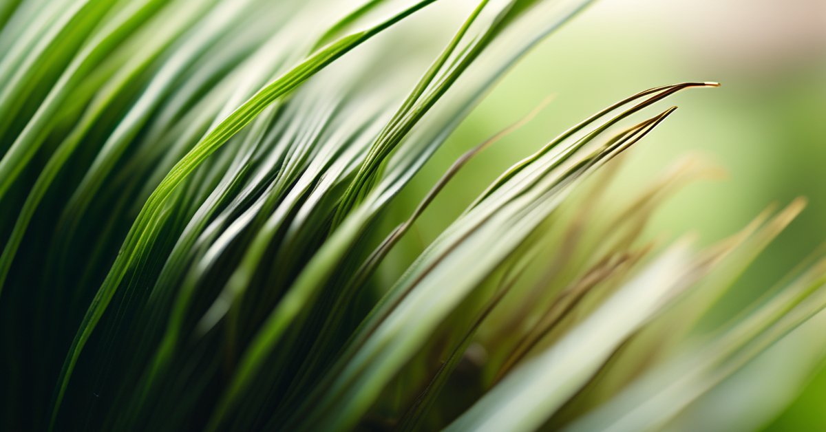 Łupież tłusty: jak wygląda? Objawy, przyczyny i szampon